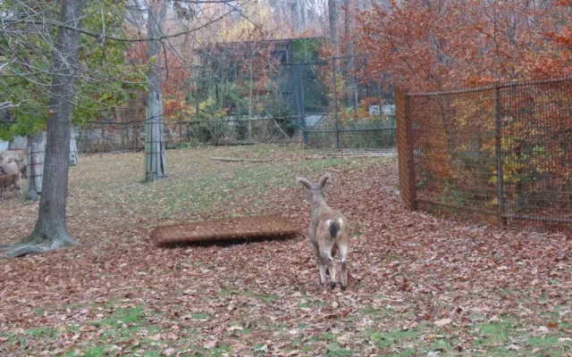 Olomoucká zoo má dva nové kozorožce. Je největším chovatelem na světě