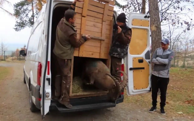 Olomoucká zoo má dva nové kozorožce. Je největším chovatelem na světě
