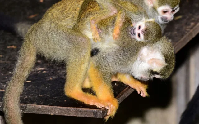 V zoo se narodil malý Pan Nilsson, kamarád Pipi Dlouhé punčochy