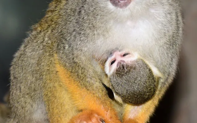 V zoo se narodil malý Pan Nilsson, kamarád Pipi Dlouhé punčochy
