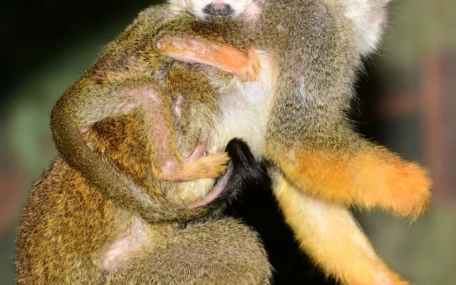 V zoo se narodil malý Pan Nilsson, kamarád Pipi Dlouhé punčochy