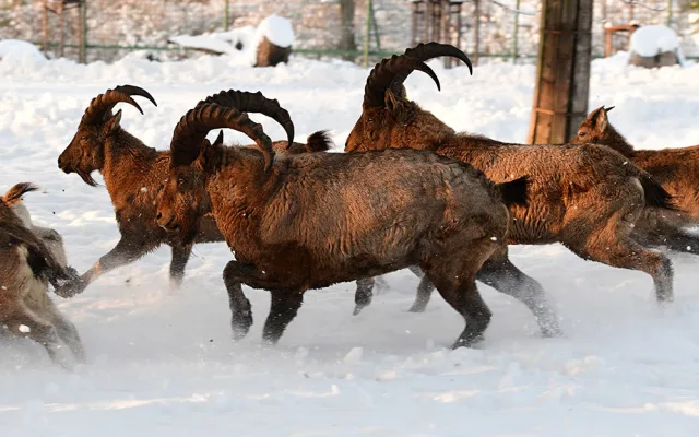 Bílý předvánoční čas v Zoo Olomouc: Na sněhu si lebedí vlci, nepřekvapí už ani žirafy