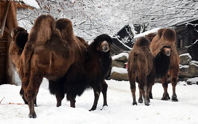 Bílý předvánoční čas v Zoo Olomouc: Na sněhu si lebedí vlci, nepřekvapí už ani žirafy