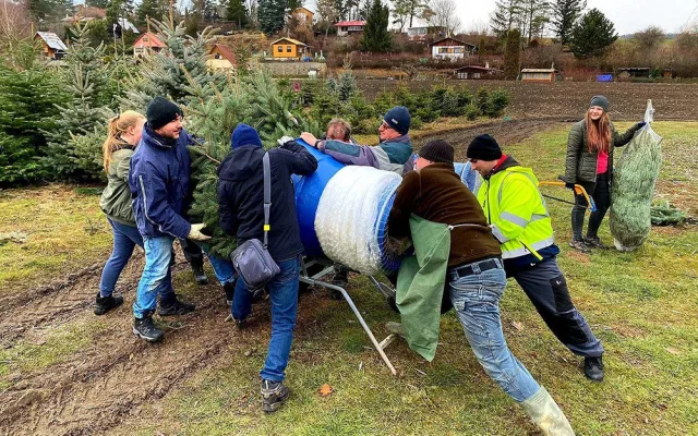 Plantáž vánočních stromů Bělecký mlýn na Prostějovsku