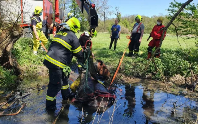 Hasiči v Olomouckém kraji měli pestrý rok. Krokodýl, panda, pes, kůň nebo socha světce