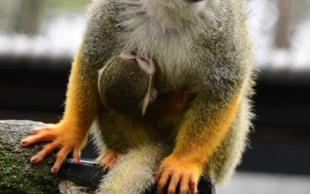 Prvním mládětem letošního roku v olomoucké zoo je opět kotul veverovitý