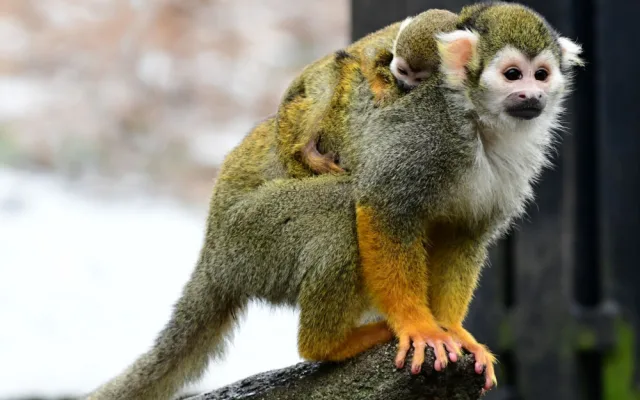 Prvním mládětem letošního roku v olomoucké zoo je opět kotul veverovitý