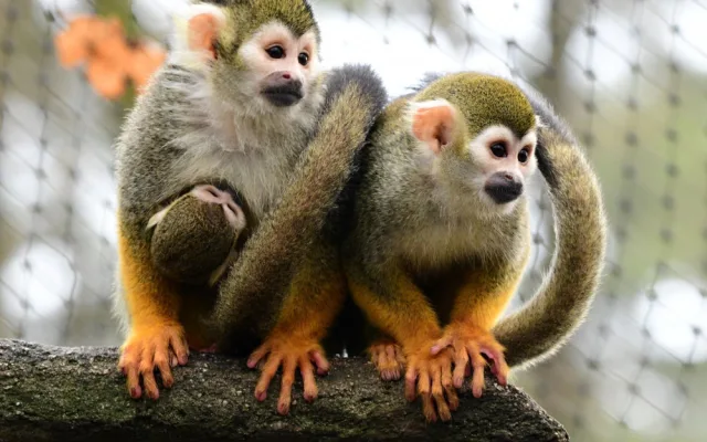 Prvním mládětem letošního roku v olomoucké zoo je opět kotul veverovitý