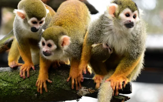 Prvním mládětem letošního roku v olomoucké zoo je opět kotul veverovitý