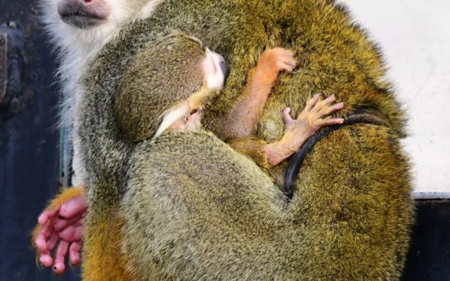 Prvním mládětem letošního roku v olomoucké zoo je opět kotul veverovitý
