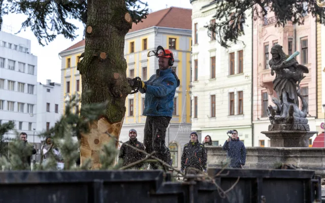 Vánoční strom Hanáček opustil olomoucké náměstí. V řezbářské škole z něj vyrobí nábytek