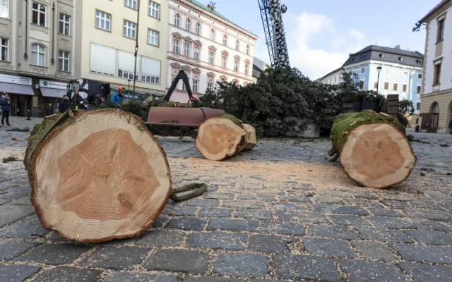 Vánoční strom Hanáček opustil olomoucké náměstí. V řezbářské škole z něj vyrobí nábytek