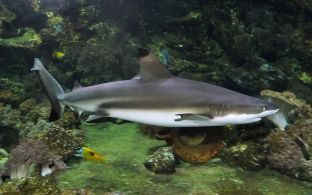 V olomoucké zoo uhynula samice žraloka. Dožila se téměř čtvrtstoletí