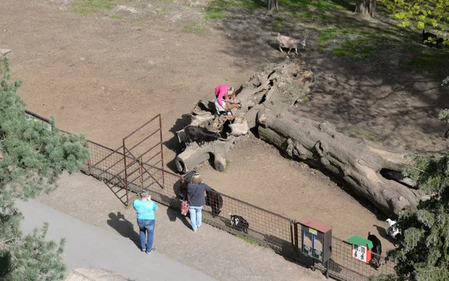 Původní oplocení výběhu zakrslých koz v olomoucké zoo