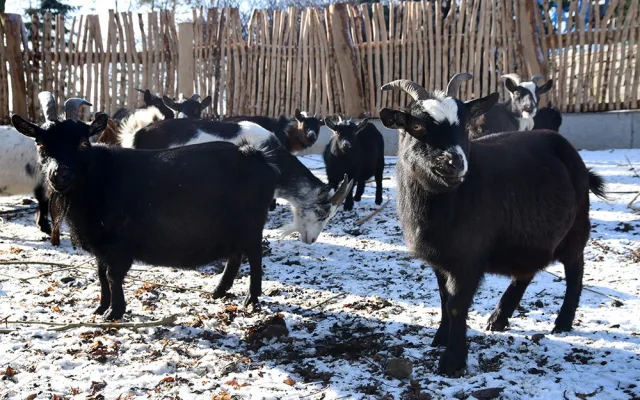 Olomoucká zoo zvelebila jeden z nejoblíbenějších výběhů. Apeluje i na správné chování ke kozám