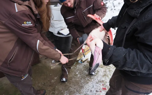 Chovatelé kontrolovali plameňáky. Někteří v zoo žijí od založení chovu v roce 1978