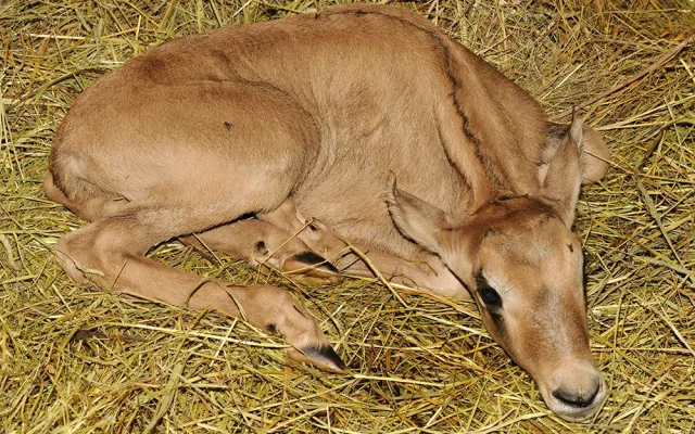 Mládě oryxe jihoafrického v Zoo Olomouc