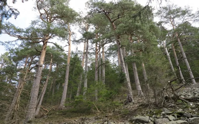 Nejstarší enkláva borovice lesní na Suchém vrchu