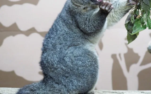 Pavilon netopýru v olomoucké zoo prošel rekonstrukcí. Vrací se do něj kusu liščí