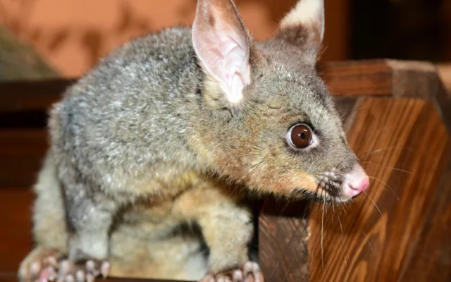 Pavilon netopýru v olomoucké zoo prošel rekonstrukcí. Vrací se do něj kusu liščí