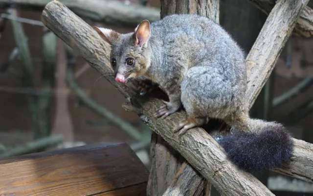 Pavilon netopýru v olomoucké zoo prošel rekonstrukcí. Vrací se do něj kusu liščí