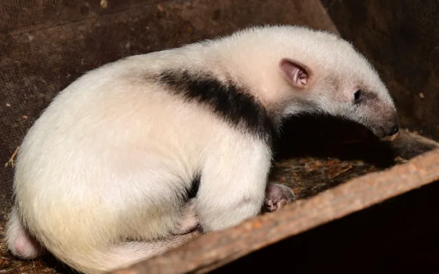 V olomoucké zoo se narodila 2 mláďata mravenečníků. Fotografovi se podařilo zachytit alespoň jedno z nich