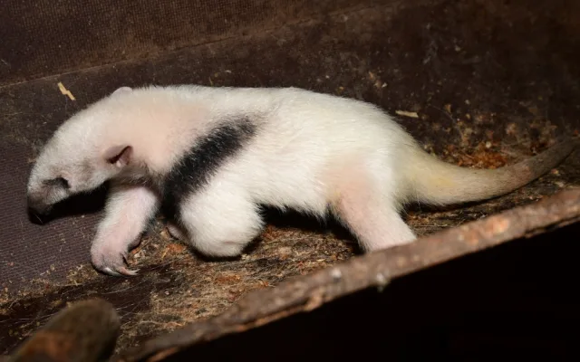 V olomoucké zoo se narodila 2 mláďata mravenečníků. Fotografovi se podařilo zachytit alespoň jedno z nich