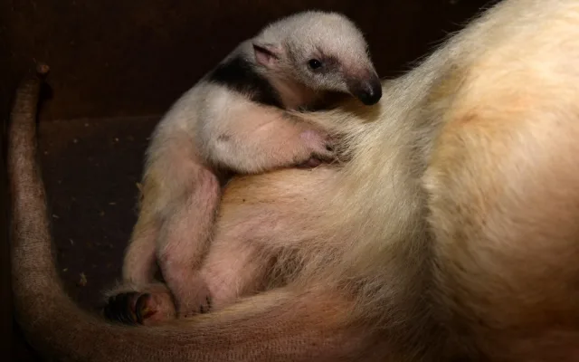 V olomoucké zoo se narodila 2 mláďata mravenečníků. Fotografovi se podařilo zachytit alespoň jedno z nich