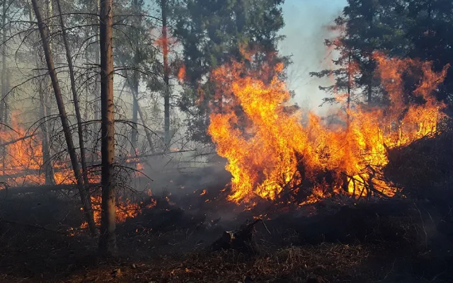 Lesní požár u Jívové: s plameny bojuje patnáct jednotek hasičů i vrtulník