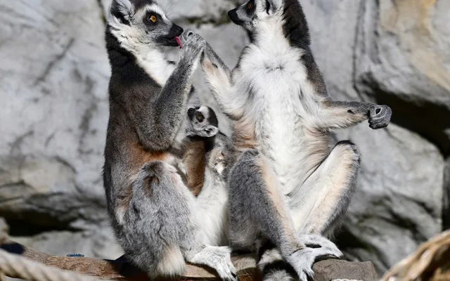 První tři až čtyři týdny života se mládě lemura drží na břiše matky