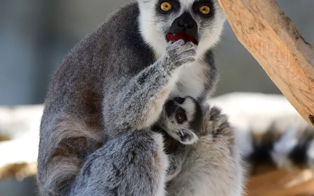 První tři až čtyři týdny života se mládě lemura drží na břiše matky