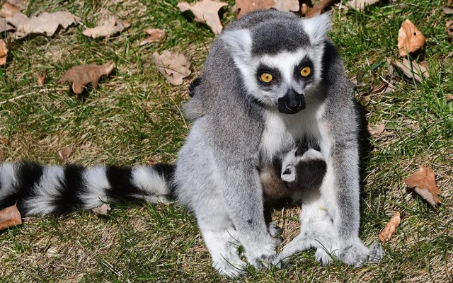 První tři až čtyři týdny života se mládě lemura drží na břiše matky