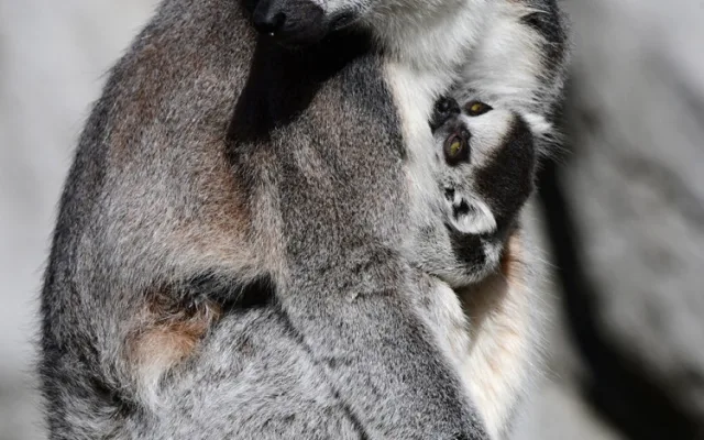 První tři až čtyři týdny života se mládě lemura drží na břiše matky