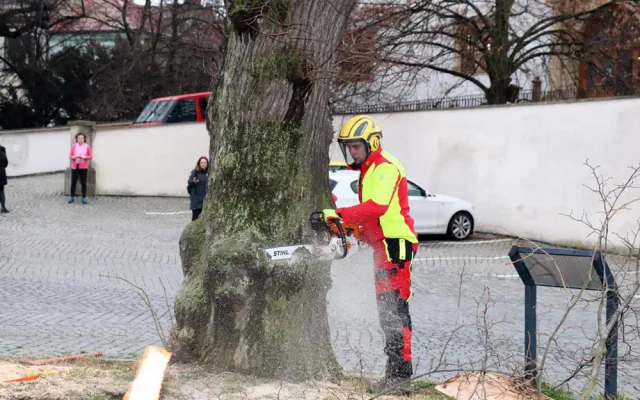 Šest staletých líp na přerovském Horním náměstí pokáceli pracovníci odborné firmy