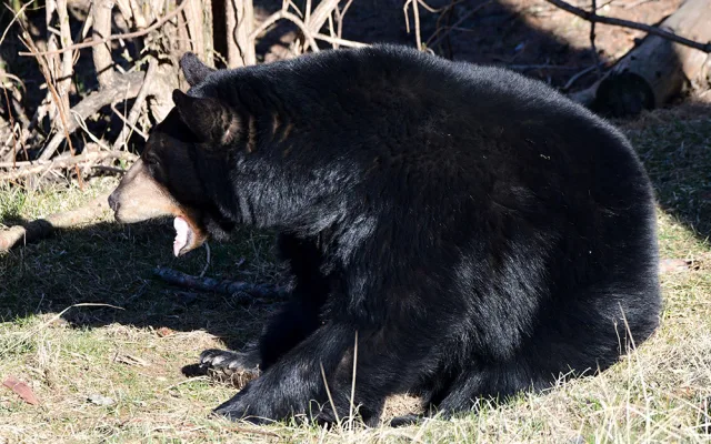 Vstávat a ven z brlohu. Baribalové v Zoo na Svatém Kopečku vyrazili do výběhu