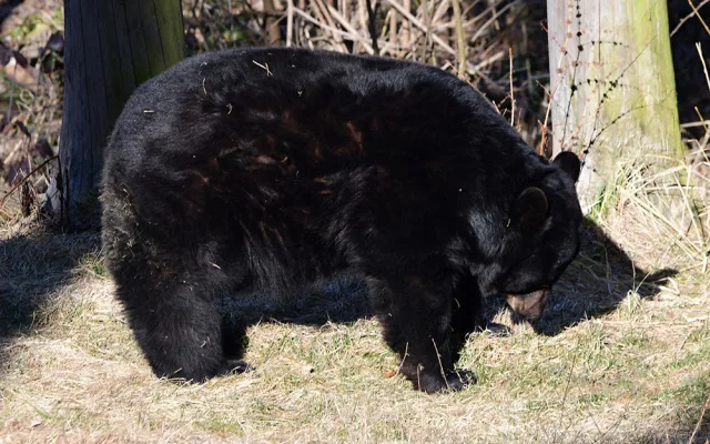 Vstávat a ven z brlohu. Baribalové v Zoo na Svatém Kopečku vyrazili do výběhu