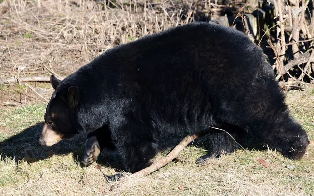 Vstávat a ven z brlohu. Baribalové v Zoo na Svatém Kopečku vyrazili do výběhu
