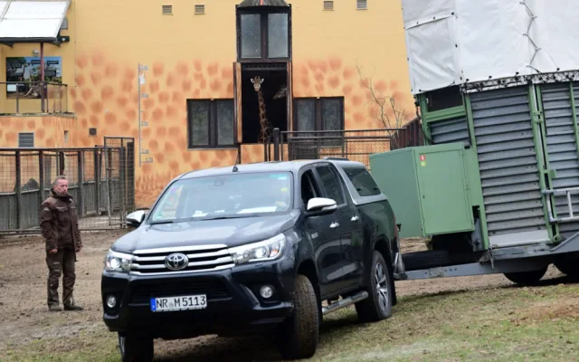 Do olomoucké zoo přijel nový žirafí samec. Michal pochází z polské Opole