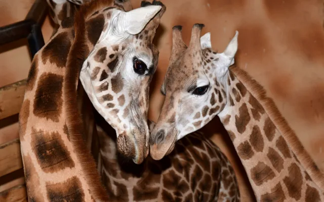 Do olomoucké zoo přijel nový žirafí samec. Michal pochází z polské Opole