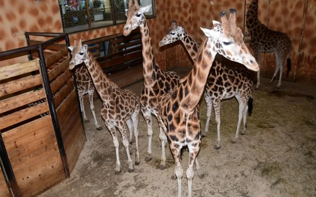 Do olomoucké zoo přijel nový žirafí samec. Michal pochází z polské Opole
