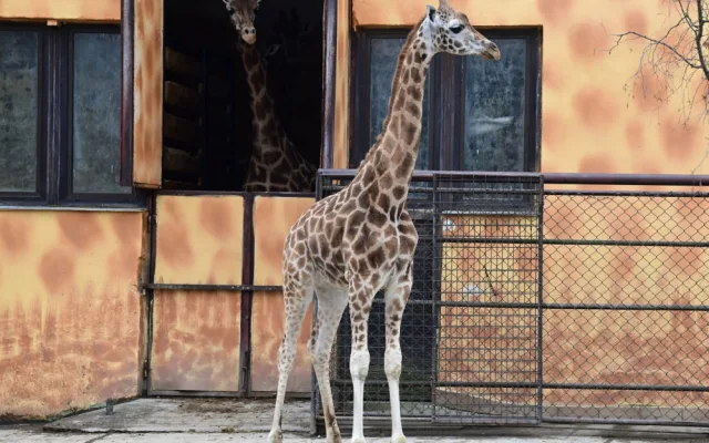 Do olomoucké zoo přijel nový žirafí samec. Michal pochází z polské Opole