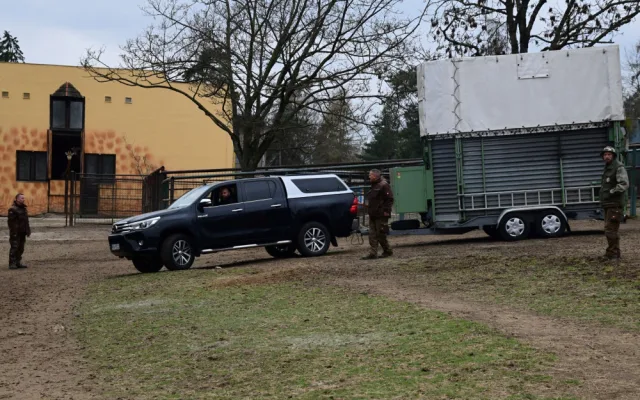 Do olomoucké zoo přijel nový žirafí samec. Michal pochází z polské Opole