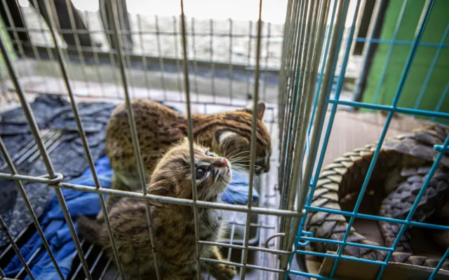 Pašeráka zvířat pomohli dopadnout čeští ochranáři. Zooložka z olomoucké zoo vše zdokumentovala