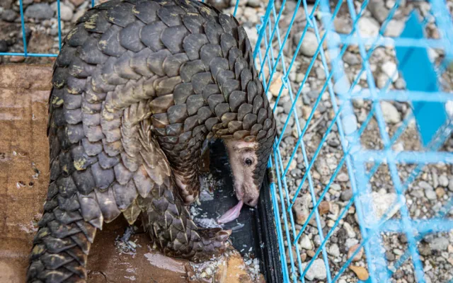Pašeráka zvířat pomohli dopadnout čeští ochranáři. Zooložka z olomoucké zoo vše zdokumentovala