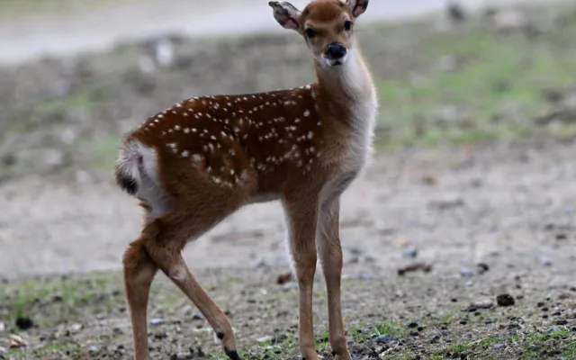 Mláďata sika vietnamského se v olomoucké zoo seznamují s výběhem. Ve volné přírodě už nejsou