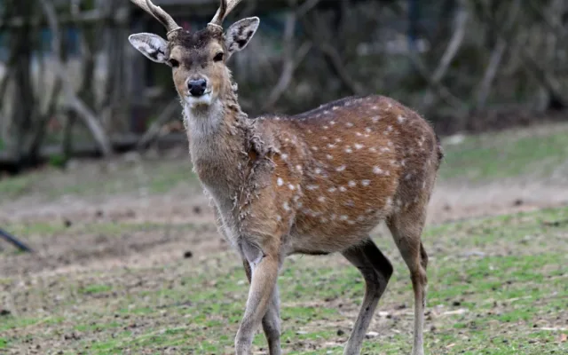 Mláďata sika vietnamského se v olomoucké zoo seznamují s výběhem. Ve volné přírodě už nejsou