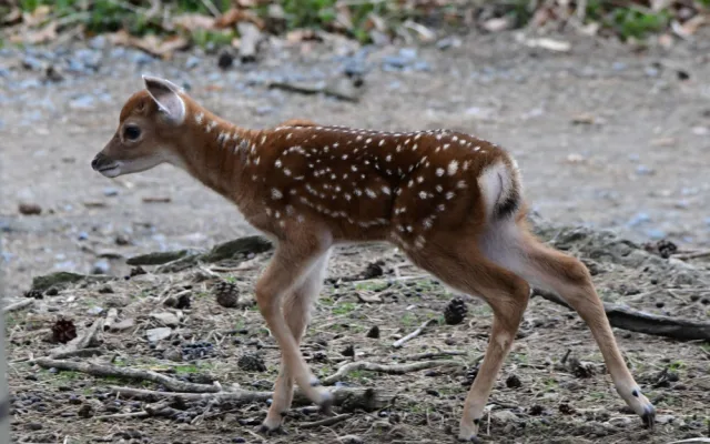 Mláďata sika vietnamského se v olomoucké zoo seznamují s výběhem. Ve volné přírodě už nejsou