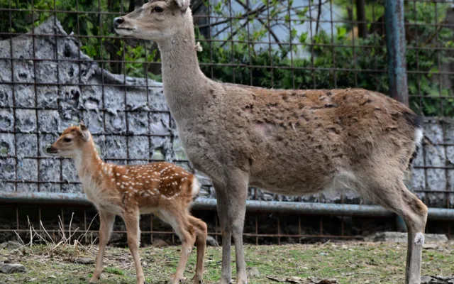Mláďata sika vietnamského se v olomoucké zoo seznamují s výběhem. Ve volné přírodě už nejsou