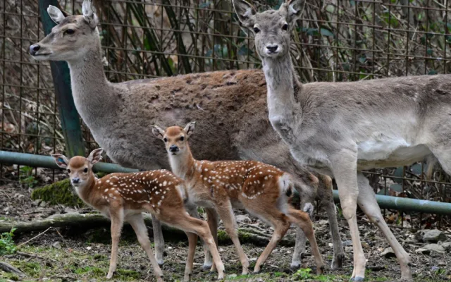 Mláďata sika vietnamského se v olomoucké zoo seznamují s výběhem. Ve volné přírodě už nejsou
