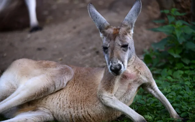 Olomoucká zoo má nejpočetnější stádo klokanů rudých v republice. Výběh je průchozí